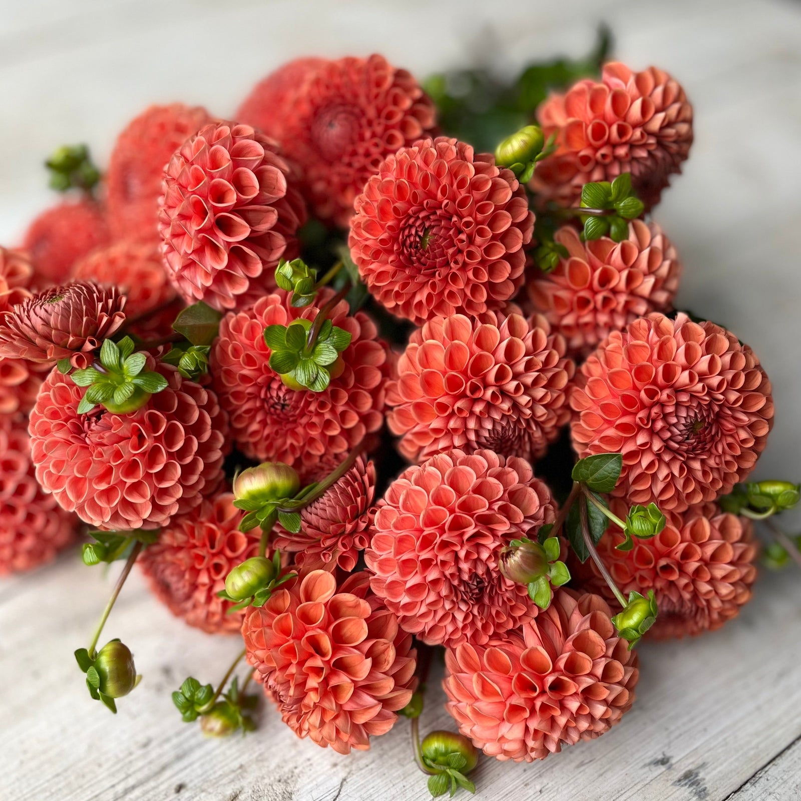 Rooted Flowers Cornel Bronze