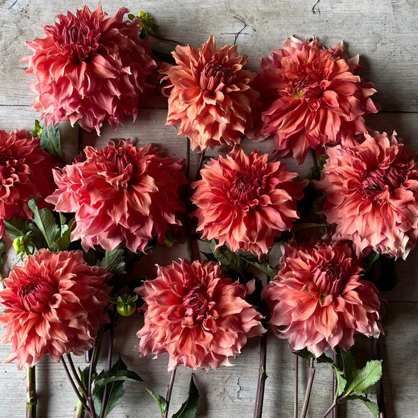 Dahlia 'Sierra Glow' Tuber - Rooted Flowers