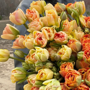 Tulip 'Charming Lady'