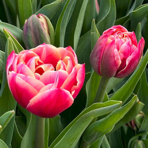 These fun novelties are easy-to-grow and the large cupped, peony blooms are eye-catching with raspberry petals edged in cream.