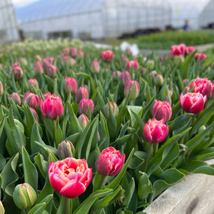 These fun novelties are easy-to-grow and the large cupped, peony blooms are eye-catching with raspberry petals edged in cream.