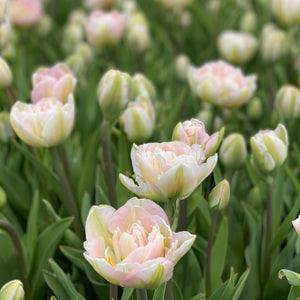 Tulip 'Finola'